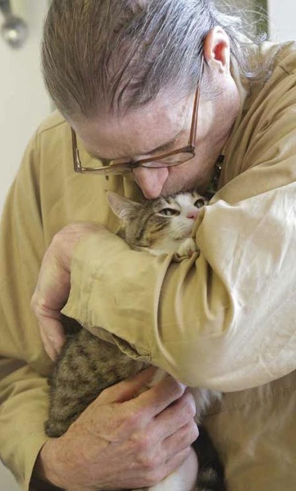 Почему мы любим кошек CatsGoldenHearts23 Почему мы любим кошек