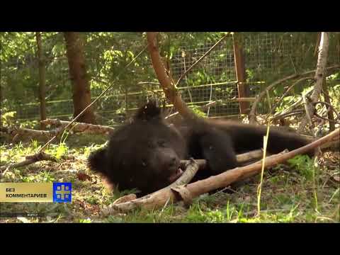 Центр спасения медвежат-сирот стал новым домом для двоих детёнышей бурого медведя