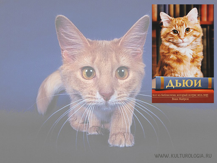 Дьюи. Кот из библиотеки, который потряс весь мир. Вики Майрон Дьюи. Кот из библиотеки, который потряс весь мир. Вики Майрон