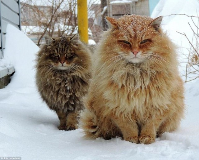  Британские СМИ в восторге от сибирских котиков