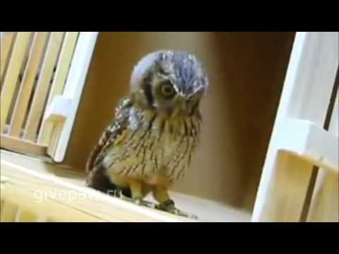 Совы смешные и милые Совы смешные и милые