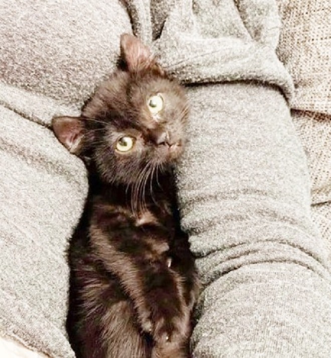 Котенок на пледе Черный котенок