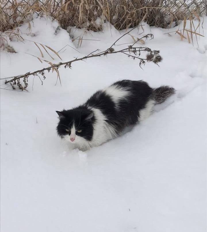 Кошка словно окаменела