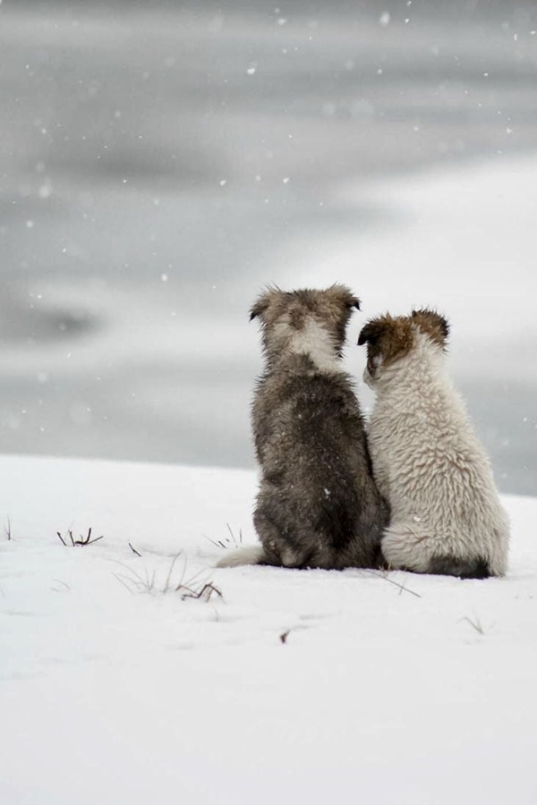 Красивые фотографии животных в снегу