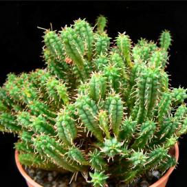 Молочай почти сосочковый (Euphorbia submammillaris) Молочай почти сосочковый (Euphorbia submammillaris)