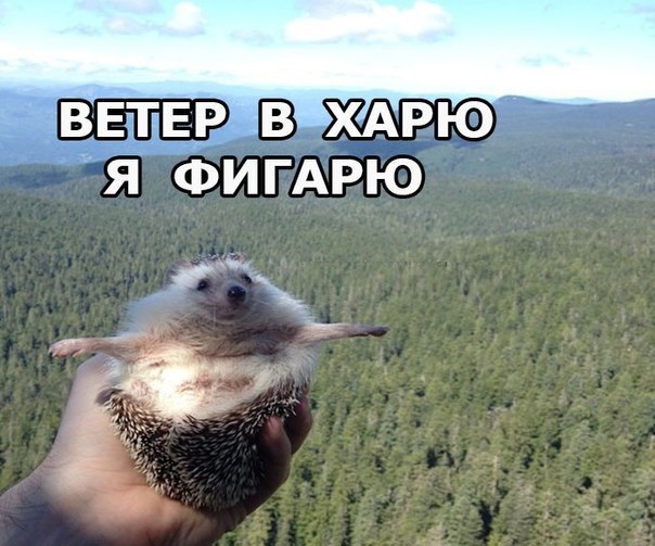 Прикольные надписи к картинкам из жизни (10 фото) Прикольные надписи к картинкам из жизни (10 фото)
