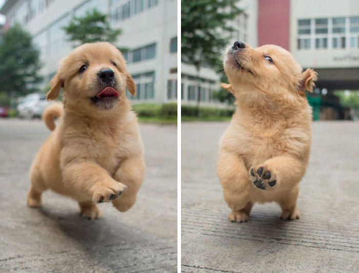 Happy Golden Retriever Baby