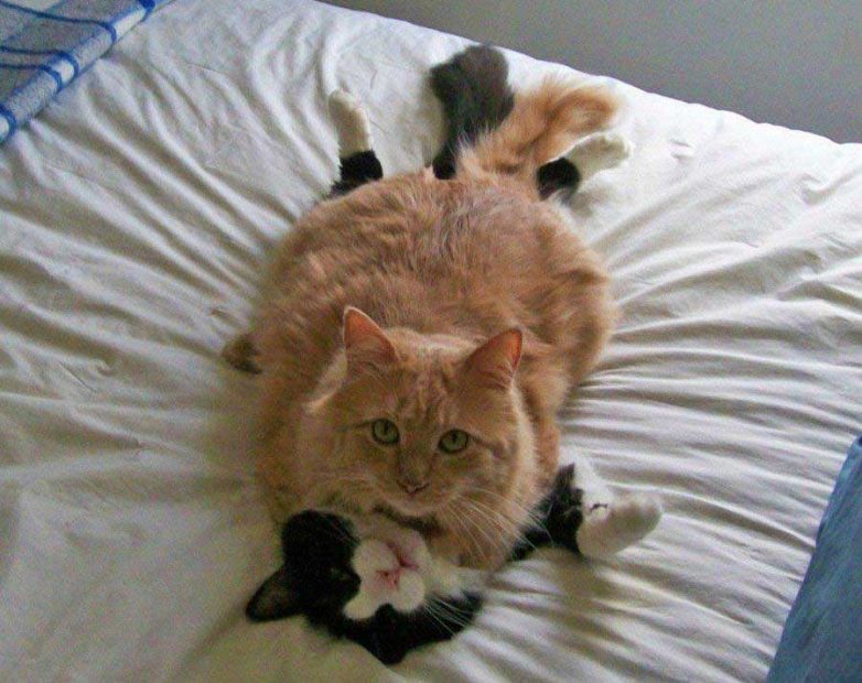 Влюбленные котейки Влюбленные котейки