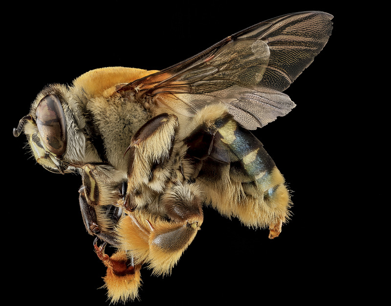 Пчела Centris Decolorata
