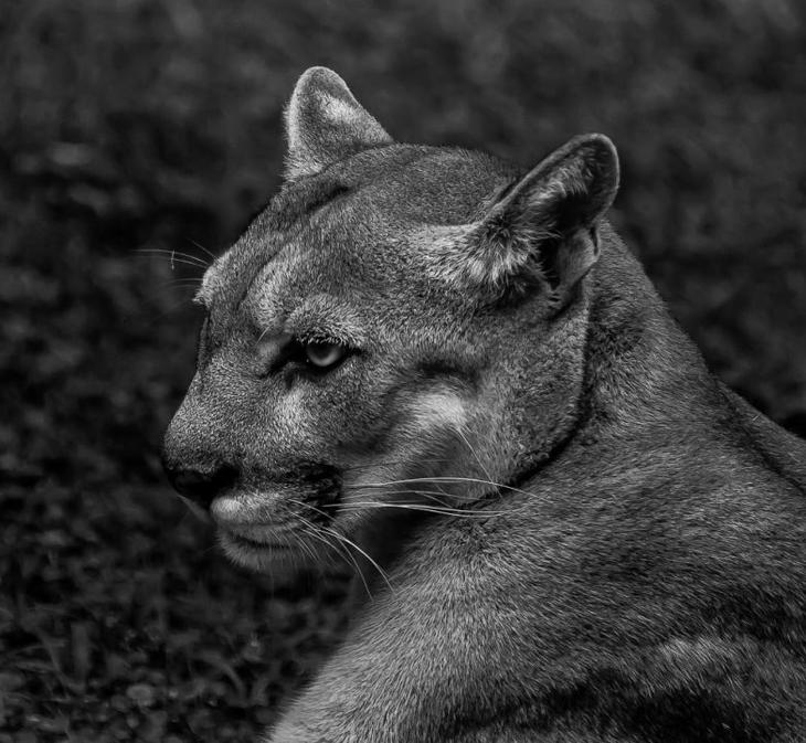 Ещё одна исчезающая кошка Ещё одна исчезающая кошка