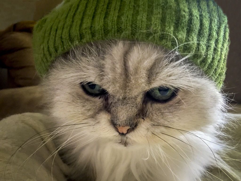Смешные и забавные кошки