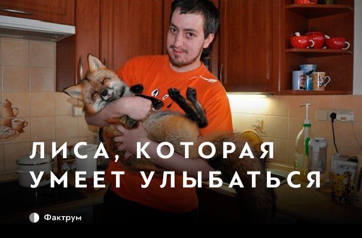 Парень спас лису от верной гибели, и вот какой она стала