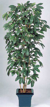 Кофейное дерево 