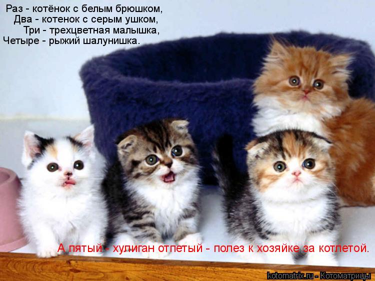 Котоматрица: Раз - котёнок с белым брюшком, Два - котенок с серым ушком, Три - трехцветная малышка, Четыре - рыжий шалунишка. А пятый - хулиган отпетый - поле