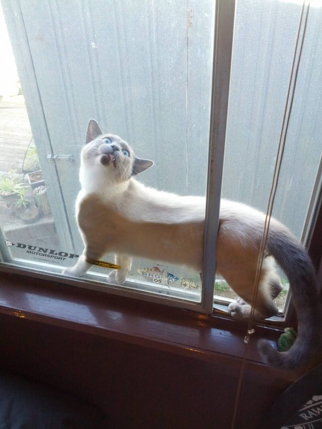 Животные, которые пожалели о своих выходках