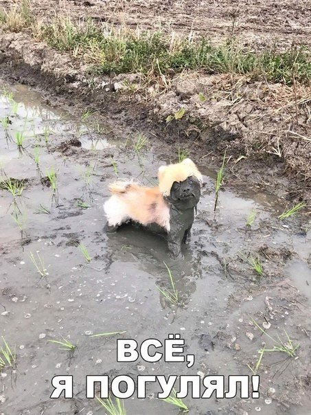 Прикольные фотомемы для хорошего настроения Прикольные фотомемы для хорошего настроения