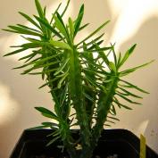 Молочай панцирный (Euphorbia loricata) Молочай панцирный (Euphorbia loricata)