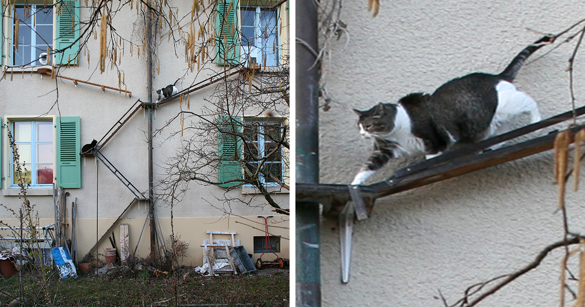 22 Charming Cat Ladders In Switzerland Documented By Graphic Designer Brigitte Schuster