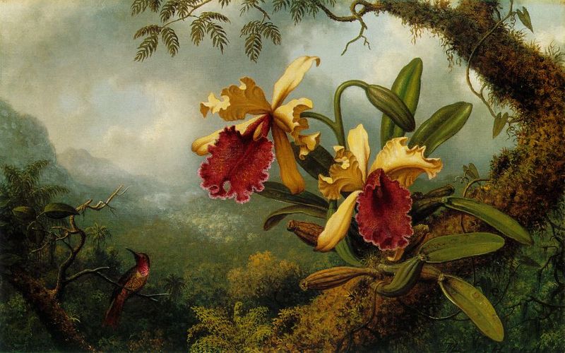 File:Martin Johnson Heade - Orchids and Hummingbird ATC.jpg