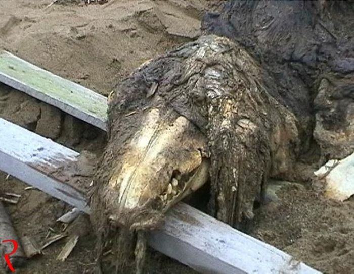 ассортимент розеток на теретории чернобыля военного растерзали не понятные существа подключить