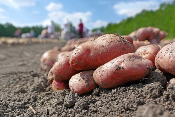 сорт картофеля Рамона