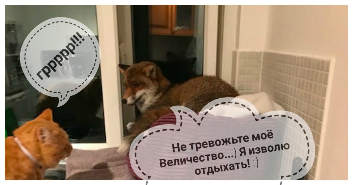 “Рыжий узурпатор” пробрался в квартиру и занял кошачью кровать. Кот в шоке, ЛИС в шоколаде! “Рыжий узурпатор” пробрался в квартиру и занял кошачью кровать. Кот в шоке, ЛИС в шоколаде!