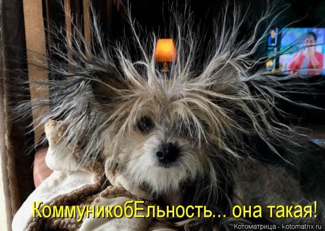 Котоматрицы Котоматрицы