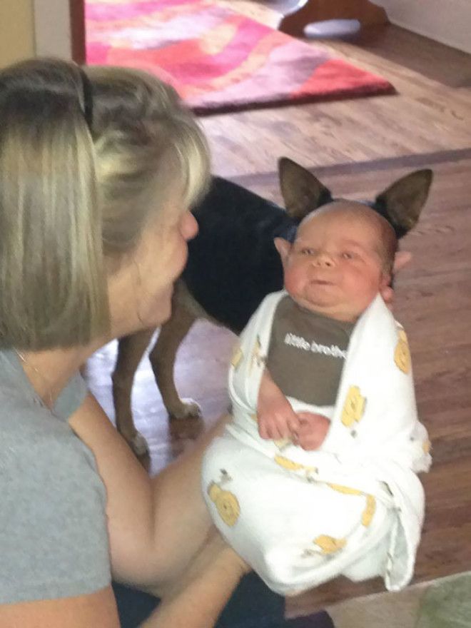Funny Dog Photobombs Funny Dog Photobombs