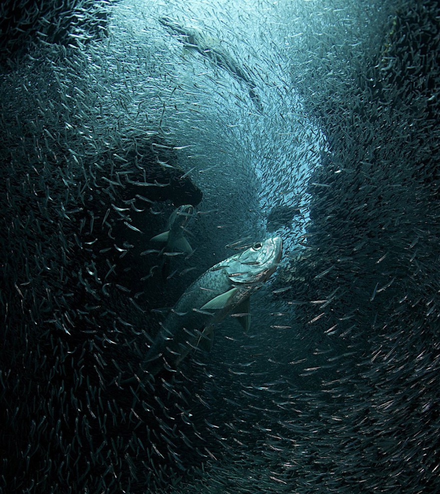 Фотоконкурс National Geographic Photo Contest 2013 (продолжение)