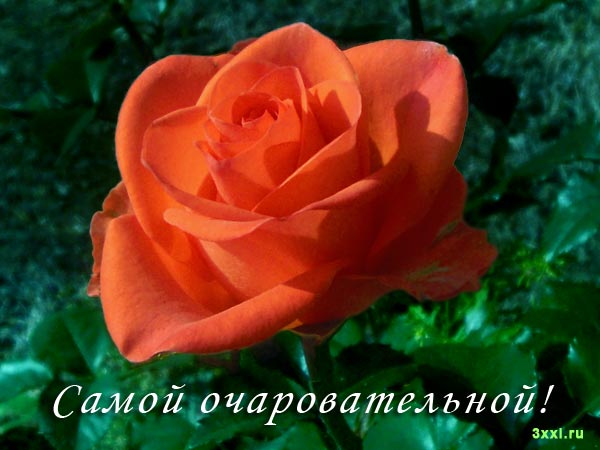 Открытки розы для любимой женщины Открытки розы для любимой женщины