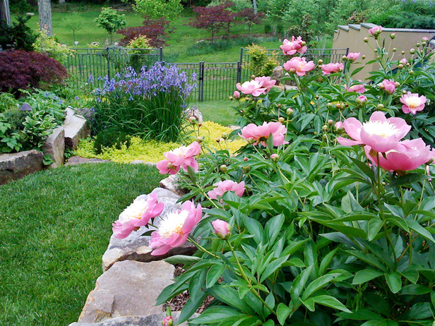 Beautiful Spring Flowers