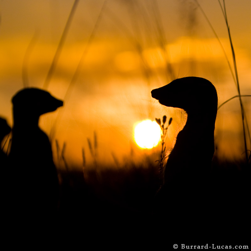 Silhouetted Meerkats
