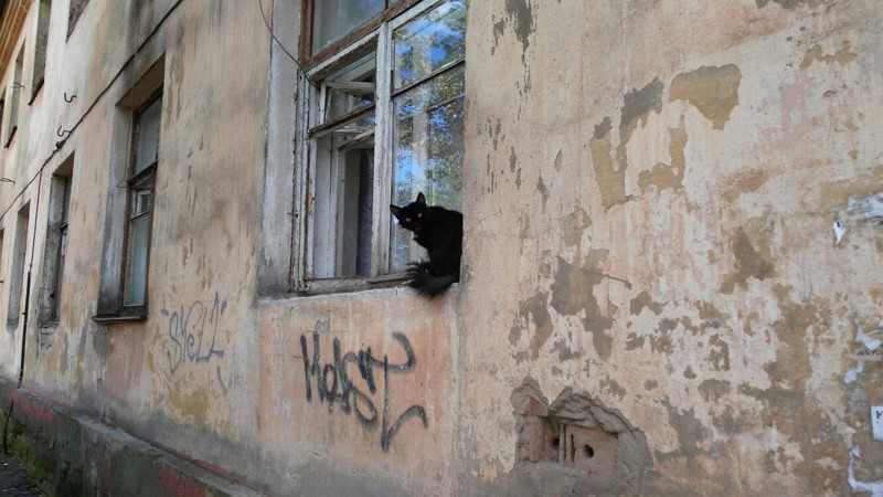 Очень колоритные уличные коты Очень колоритные уличные коты коты, окраины, улица, эстетика