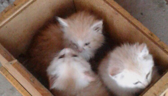 Котят выкинули замерзать на улицу в ящике для посылок Котят выкинули замерзать на улицу в ящике для посылок