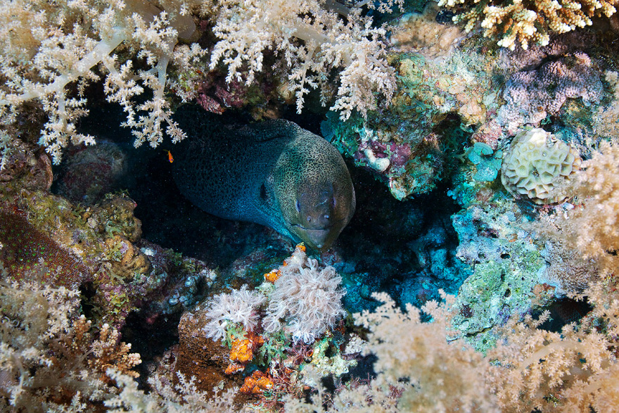 Подводный мир Красного моря Подводный мир Красного моря