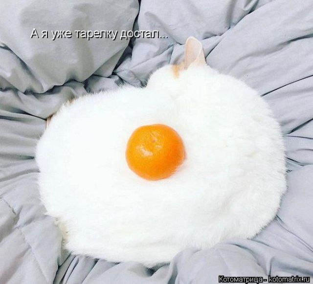 Котоматрицы великолепные, каждая с кусочком тепла, позитива и улыбкой!!! Всем добрых событий сегодня!!! Котоматрицы великолепные, каждая с кусочком тепла, позитива и улыбкой!!! Всем добрых событий сегодня!!!
