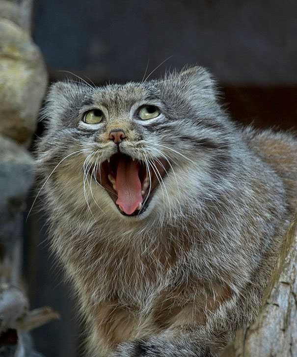 В семье не без урода (Фото) В семье не без урода (Фото)