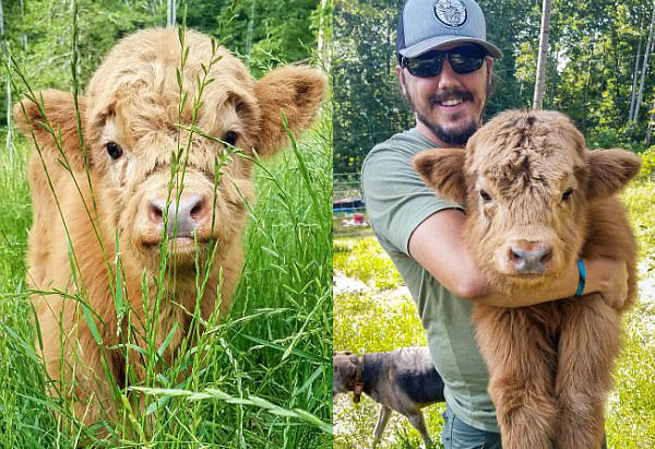 Отвергнутого стадом теленка воспитали собаки Отвергнутого стадом теленка воспитали собаки