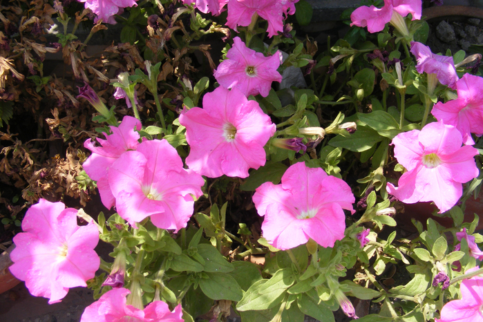 DSCF9821 (700x466, 514Kb)