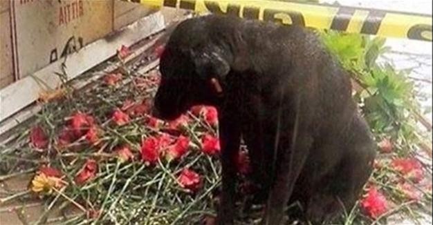 "Турецкий Хатико" ждёт возвращения погибшего в теракте хозяина-полицейского