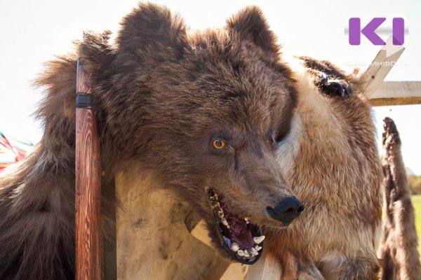 Усинску дали разрешение на отстрел двух медведей