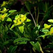Молочай Фишера или Паласса (Euphorbia fischeriana) Молочай Фишера или Паласса (Euphorbia fischeriana)