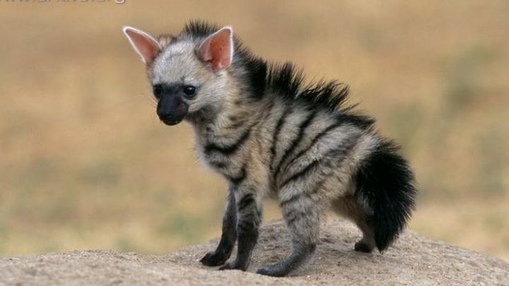 https://i2.wp.com/vicer.ru/wp-content/uploads/2015/11/aardwolf-%D0%B7%D0%B5%D0%BC%D0%BB%D1%8F%D0%BD%D0%BE%D0%B9-%D0%B2%D0%BE%D0%BB%D0%BA-2.jpg?resize=720%2C405
