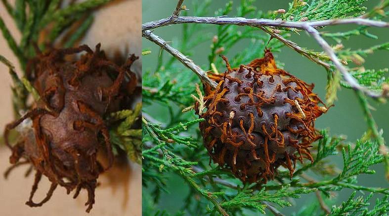 creepyplants40 Самые жуткие растения