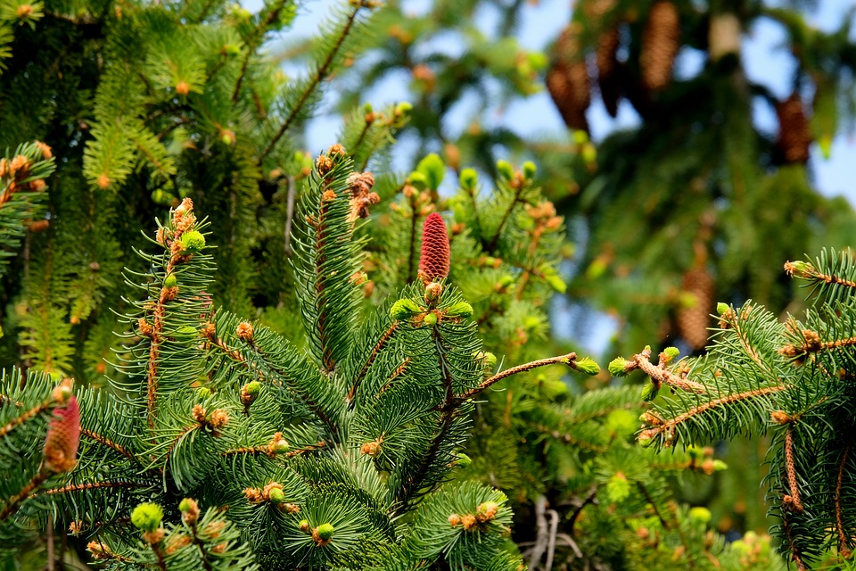 Елка. Фото: pixabay.com