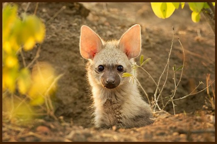 https://i2.wp.com/vicer.ru/wp-content/uploads/2015/11/aardwolf-%D0%B7%D0%B5%D0%BC%D0%BB%D1%8F%D0%BD%D0%BE%D0%B9-%D0%B2%D0%BE%D0%BB%D0%BA-4.jpg?resize=720%2C480
