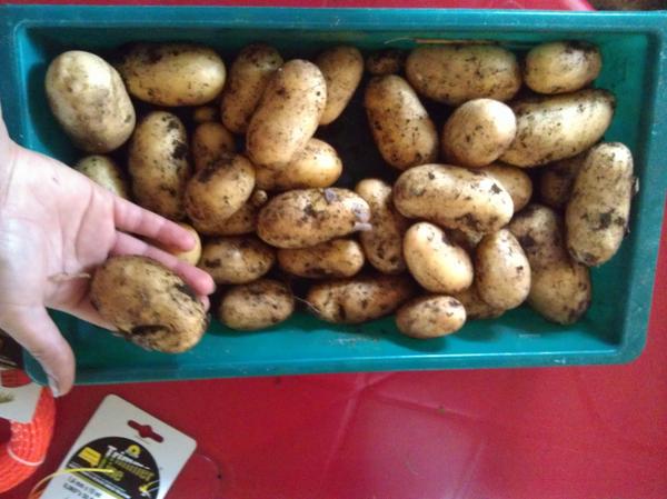 Органическое земледелие. ЭМ препараты, мульчирование, смешанные посадки и травяные настои. Год первый Органическое земледелие. ЭМ препараты, мульчирование, смешанные посадки и травяные настои. Год первый