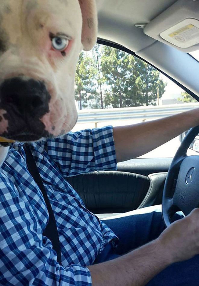 Funny Dog Photobombs Funny Dog Photobombs