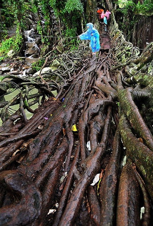    Jembatan Akar