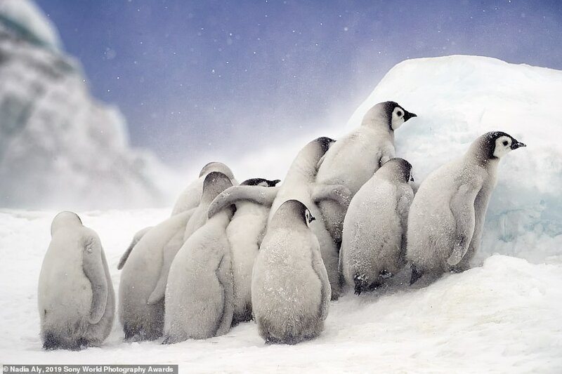Птенцы пингвинов. Надя Али (США), категория 